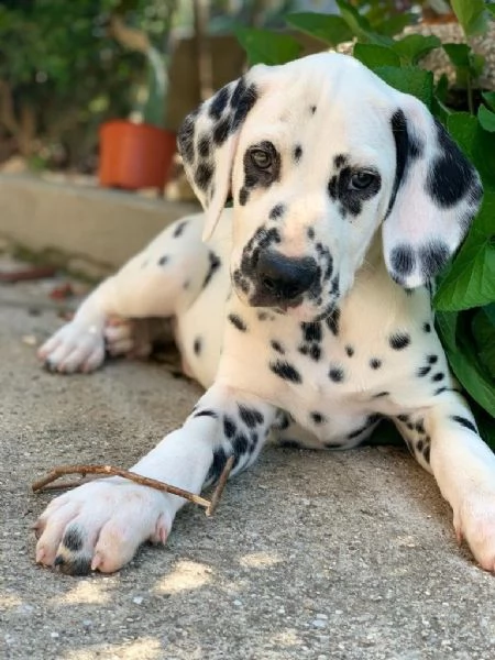 CUCCIOLI DALMATA con PEDIGREE | Foto 4