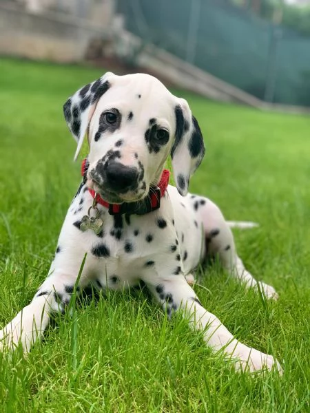 CUCCIOLI DALMATA con PEDIGREE