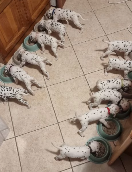 CUCCIOLI DALMATA con PEDIGREE | Foto 3