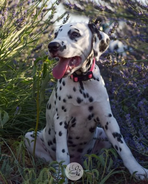 CUCCIOLI DALMATA con PEDIGREE | Foto 2