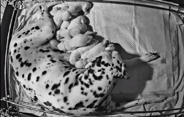 CUCCIOLI DALMATA con PEDIGREE | Foto 1