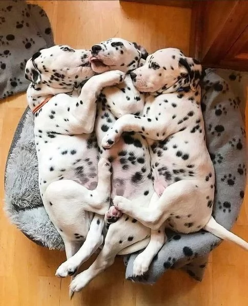 CUCCIOLI DALMATA con PEDIGREE | Foto 0