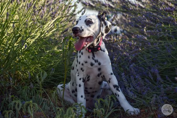 CUCCIOLI DALMATA con PEDIGREE Veneto | Foto 3