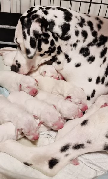 CUCCIOLI DALMATA con PEDIGREE Veneto | Foto 1