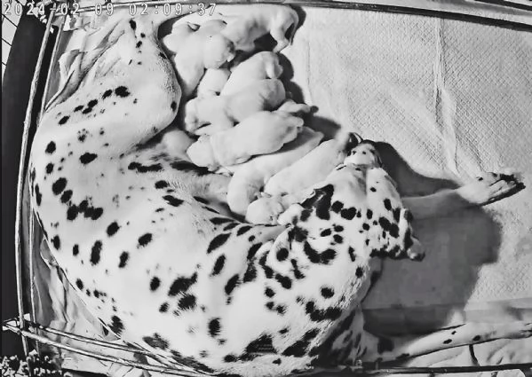 CUCCIOLI DALMATA con PEDIGREE Veneto | Foto 0