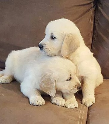 Cuccioli di Golden retriever 3 mesi