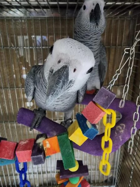 Pappagallo della razza Cenerino