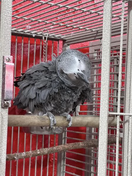 CENERINI ALLEVATI A MANO