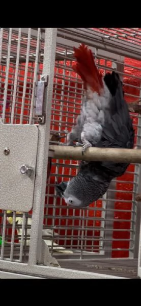 CENERINI ALLEVATI A MANO | Foto 0