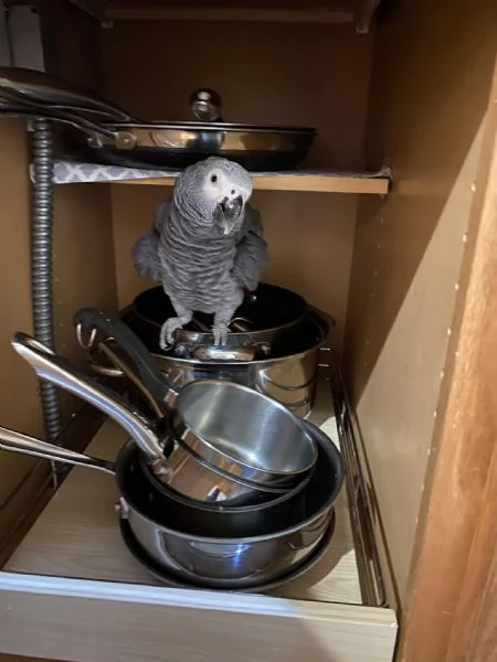 Pappagalli cenerino | Foto 0