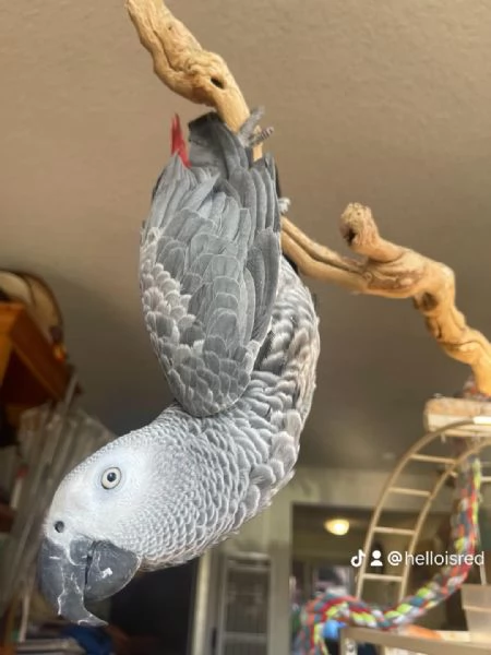 Coppie di pappagalli cenerini  | Foto 0
