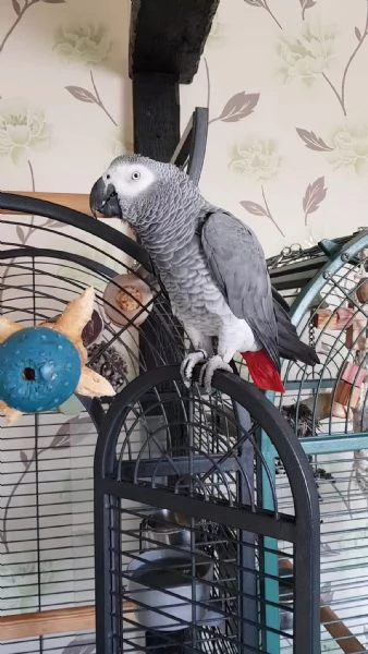 Coppia cenerini | Foto 0