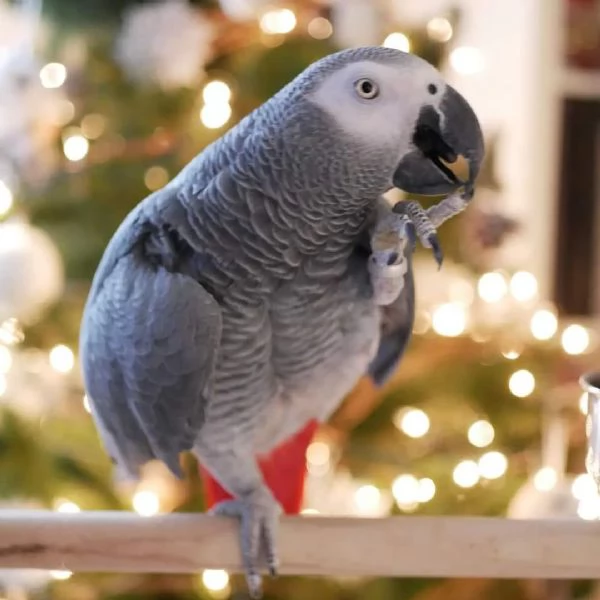 Pappagallo Cenerino Allevato a Mano | Foto 0