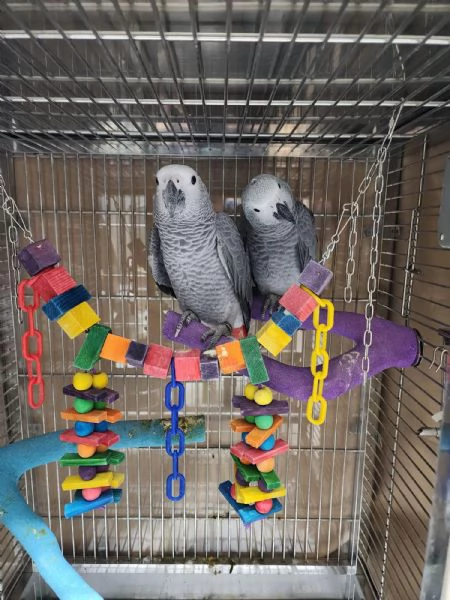 Pappagallo della razza Cenerino!! | Foto 0