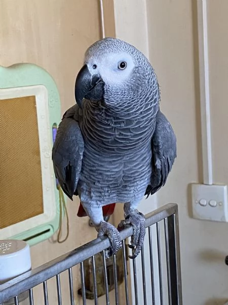 CENERINI ALLEVATI A MANO!! | Foto 0