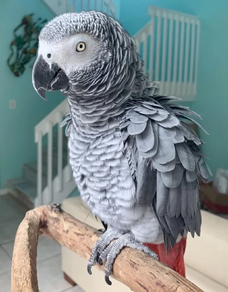 CENERINI ALLEVATI A MANO!!