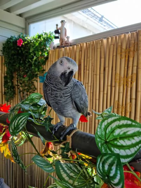 Coppie di pappagalli cenerini!!! | Foto 0