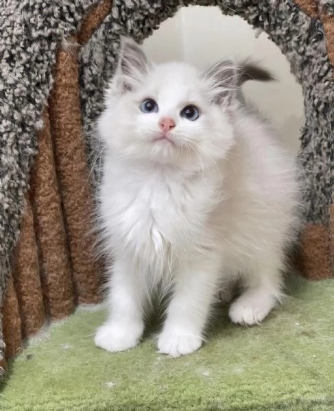 Cuccioli ragdoll disponibili!!