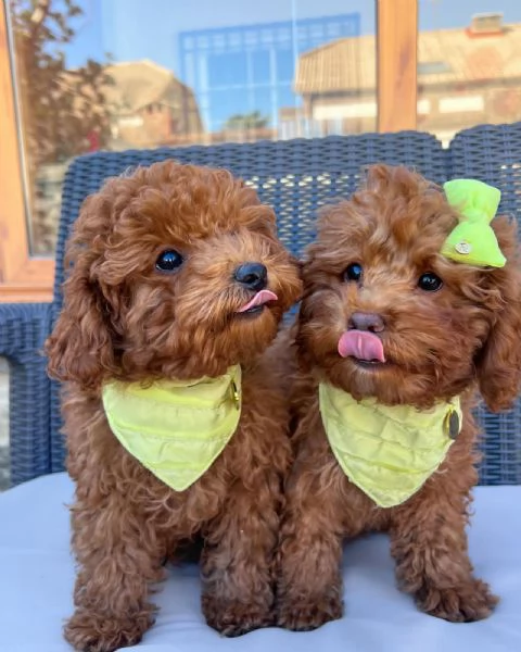 Cuccioli di barboncino toy