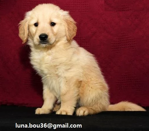 Golden Retriever marrone Disponibili Golden Retriever maschio e femmina  Colorazione marrone  Contat