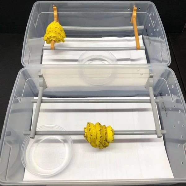 Sto cercando di sistemare la collezione della mia defunta moglie