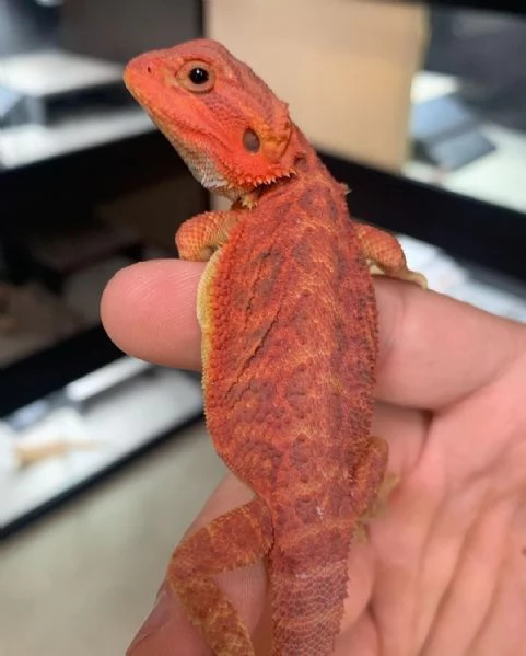 Sto cercando di sistemare la collezione della mia defunta moglie