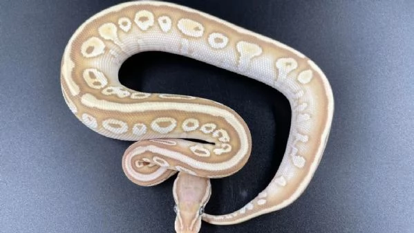 Sto cercando di sistemare la collezione della mia defunta moglie