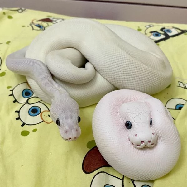 Sto cercando di sistemare la collezione della mia defunta moglie