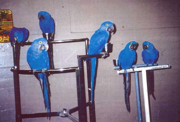 gli Ara più carini disponibili