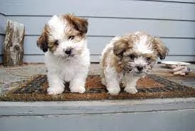 Cuccioli di shih tzu disponibili adesso | Foto 0