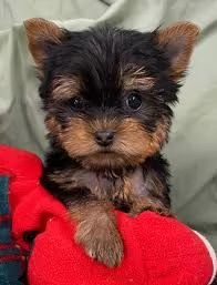 adorabili cuccioli di Yorkshire Terrier