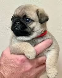 cuccioli di carlino pronti per la migliore casa | Foto 0
