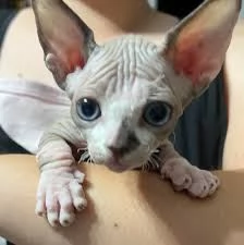 gatti Sphynx molto giocosi disponibili per una buona casa, | Foto 0