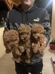 adorabili cuccioli di barboncino pronti.