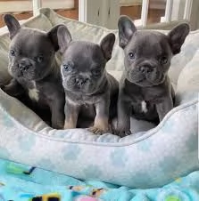 cuccioli di bodog francesi pronti per tornare a casa