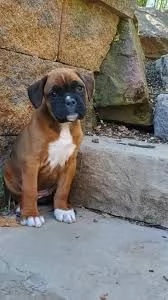 cuccioli boxer pronti adesso, | Foto 0