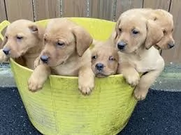 9 cuccioli in cerca della loro casa per sempre,