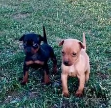 disponibili cuccioli di pinscher | Foto 2