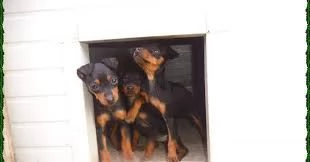 disponibili cuccioli di pinscher | Foto 1