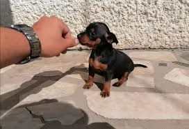 disponibili cuccioli di pinscher