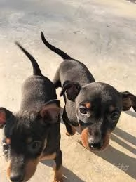 disponibili cuccioli di pinscher | Foto 0