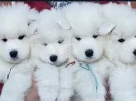 bellissimi cuccioli di razza Samoiedo faccia d'orso | Foto 0