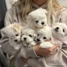 i migliori cuccioli maltesi disponibili per buone case | Foto 0
