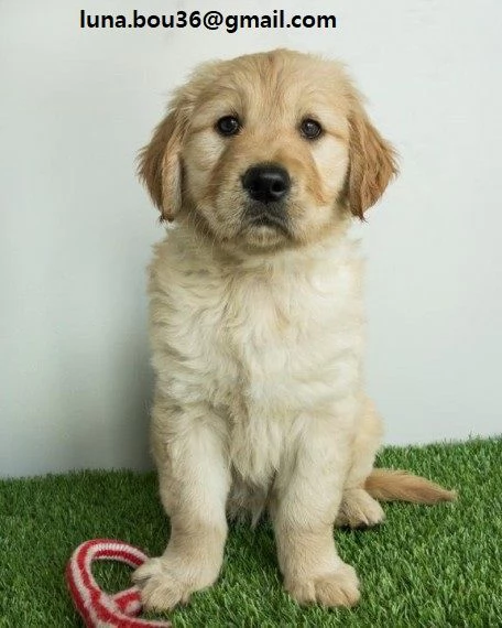 Golden Retriever Golden Retriever 3 mesi svermato vaccinato libretto sanitario microchip dolcissimo 