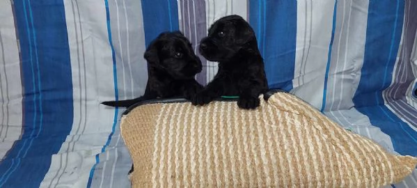 Schnauzer nero gigante cuccioli