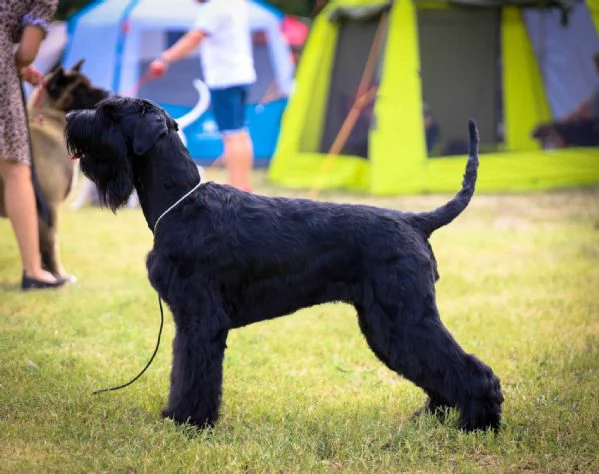 Schnauzer nero gigante cuccioli | Foto 3