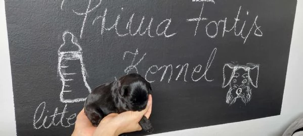 Schnauzer nero gigante cuccioli | Foto 2