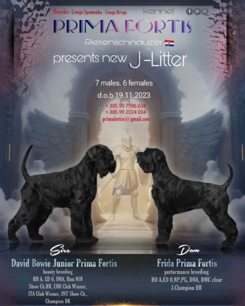 Schnauzer nero gigante cuccioli | Foto 1
