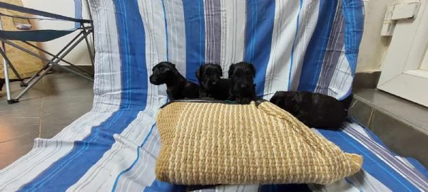 Schnauzer nero gigante cuccioli | Foto 0