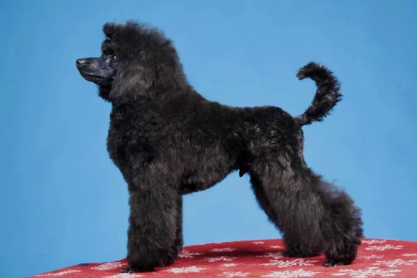 Mini barboncino cuccioli in vendita | Foto 6